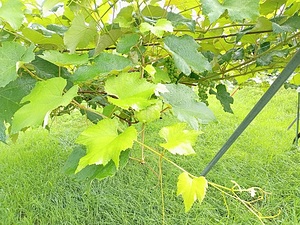 化粧品製造所　ハーブ畑の葡萄